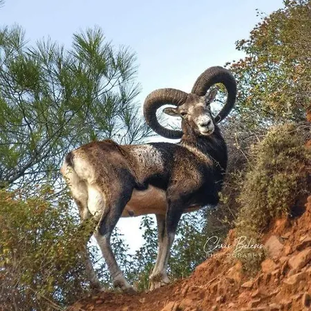 호텔 Vouni King 3*